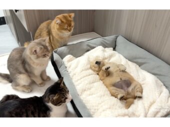 ゴールデンレトリーバー,動画