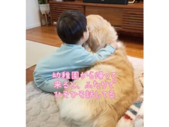 ゴールデンレトリーバー,動画