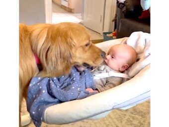 ゴールデンレトリーバー,動画