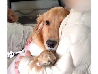 ゴールデンレトリーバー,動画