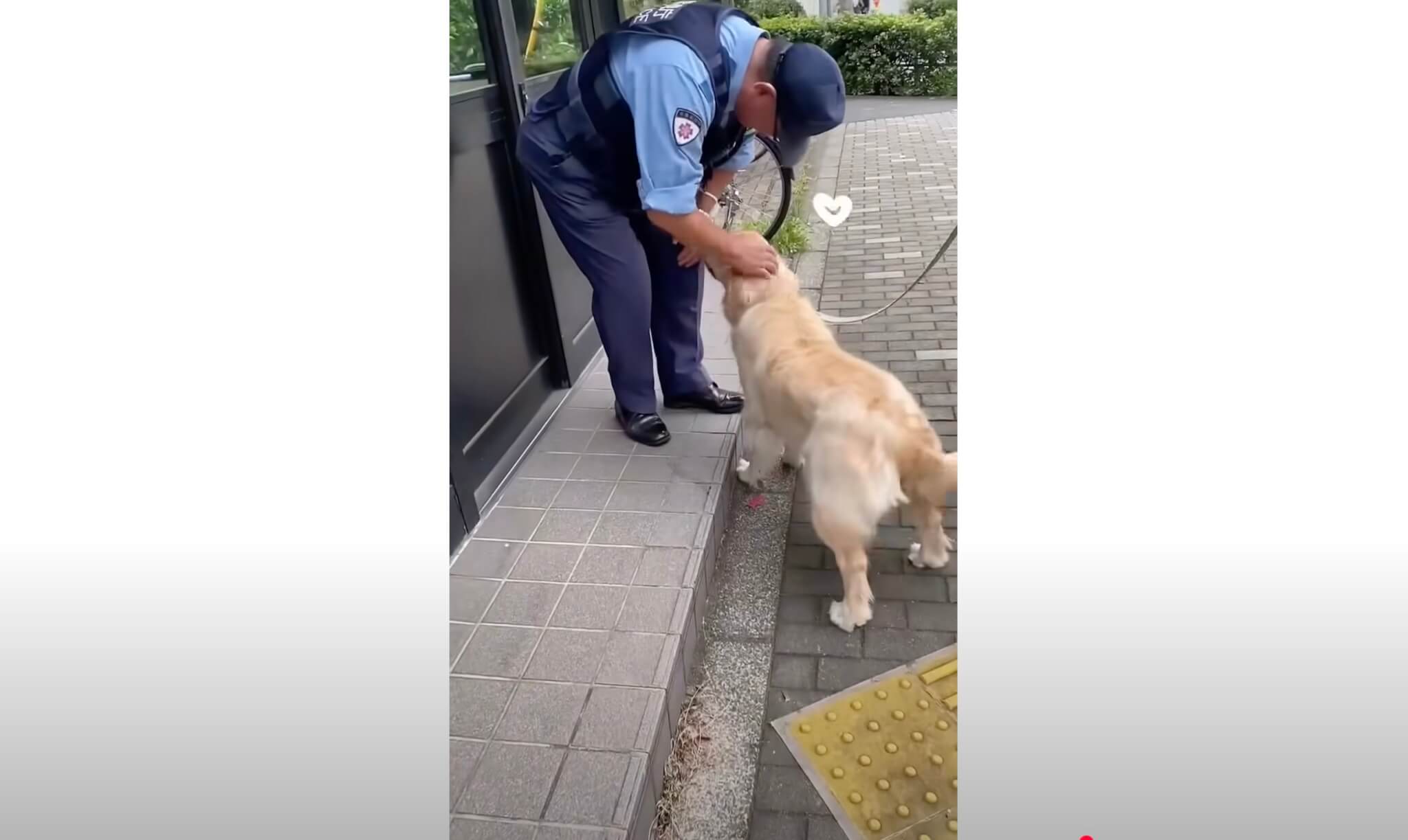 ゴールデンレトリーバー,動画