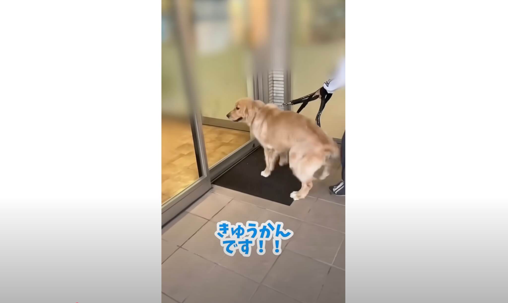 ゴールデンレトリーバー,動画