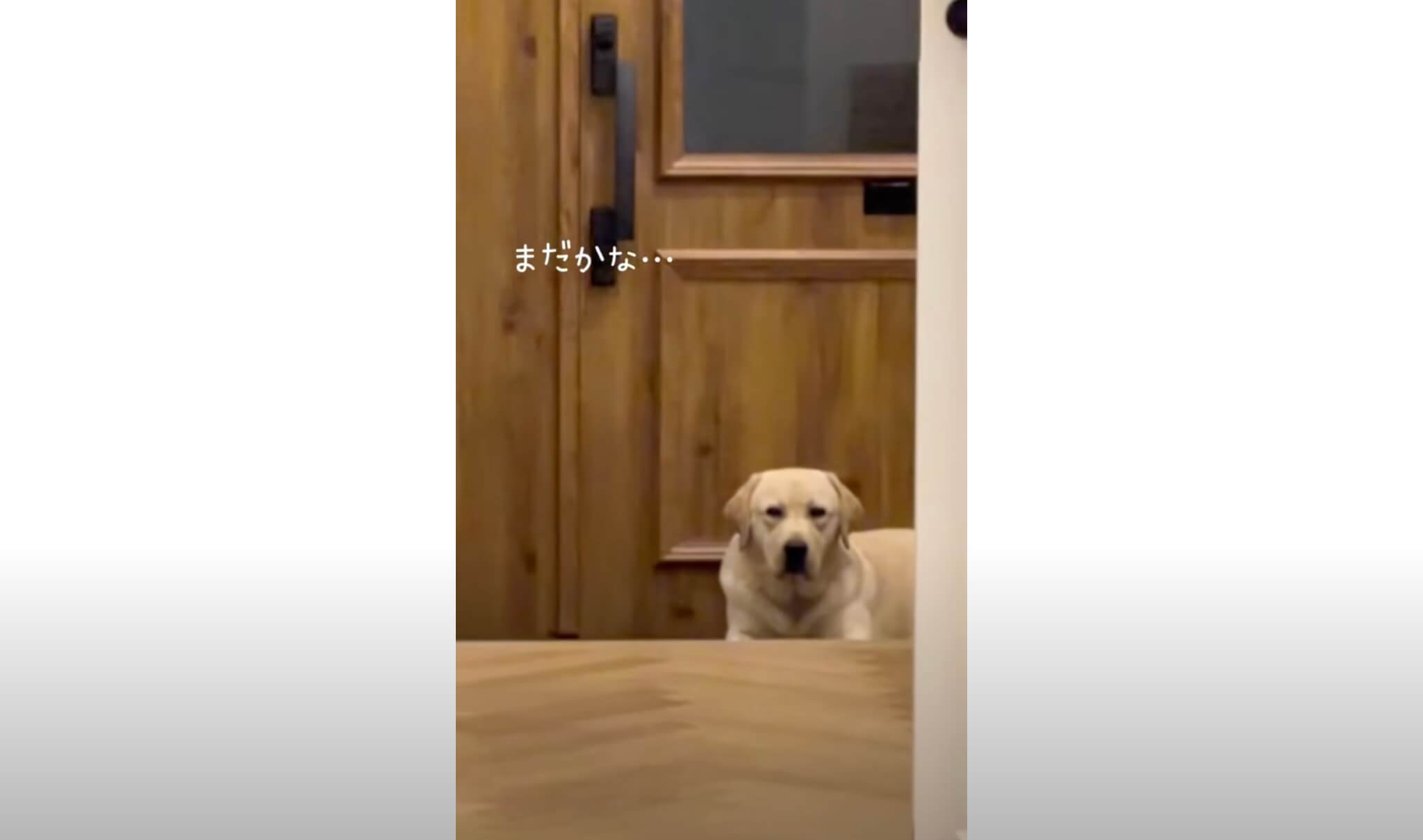 ラブラドールレトリーバー,動画