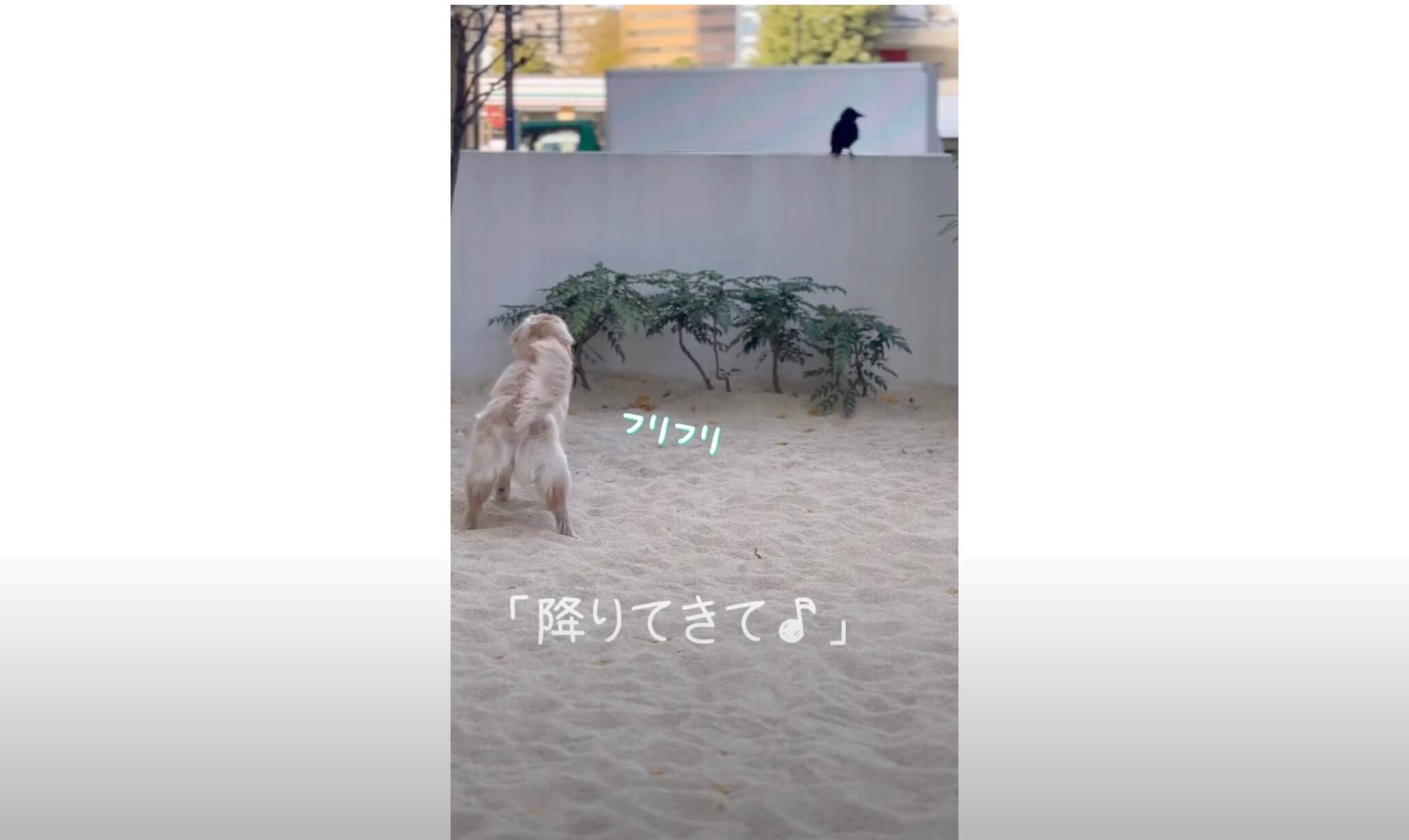 ゴールデンレトリーバー,動画