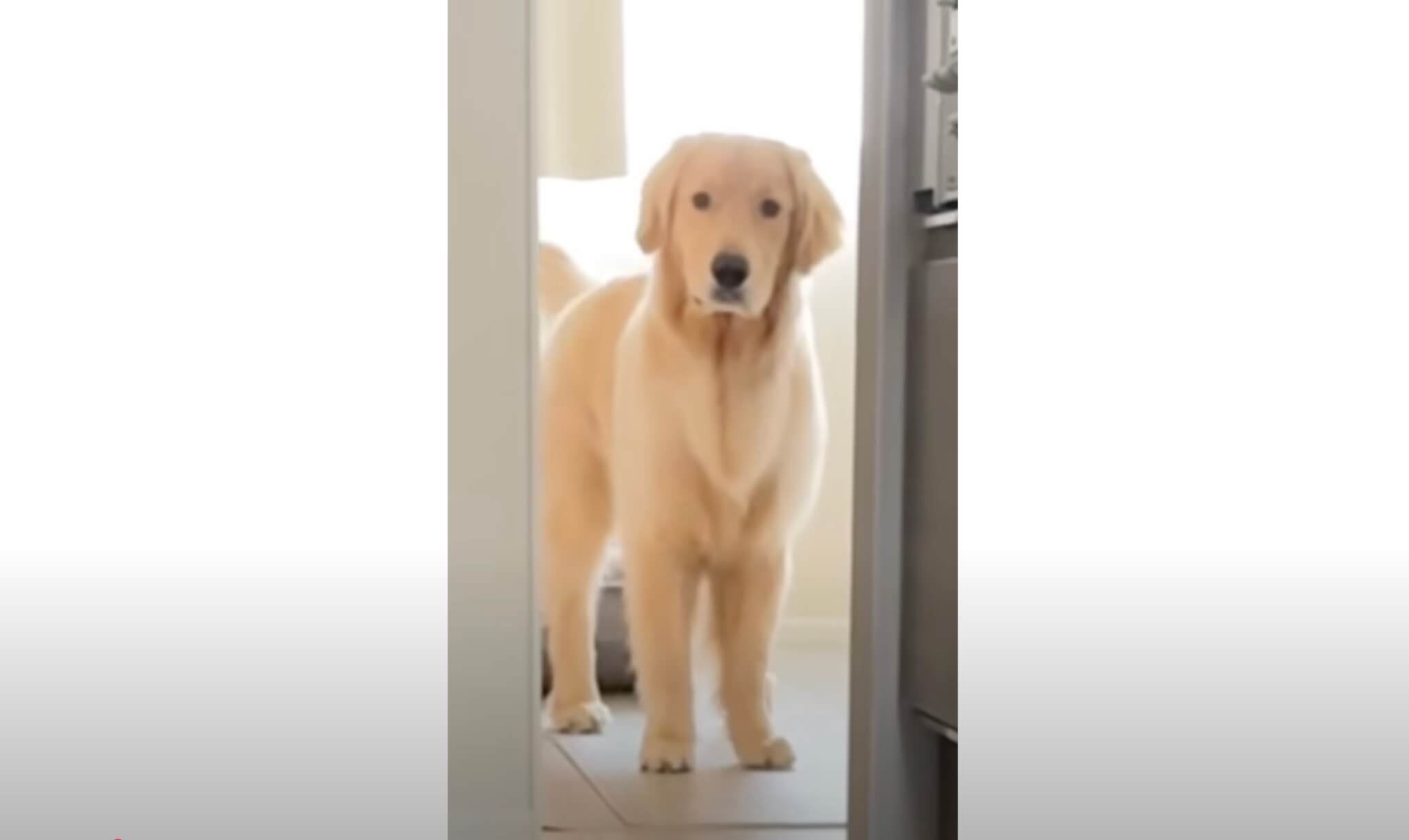 ゴールデンレトリーバー,動画