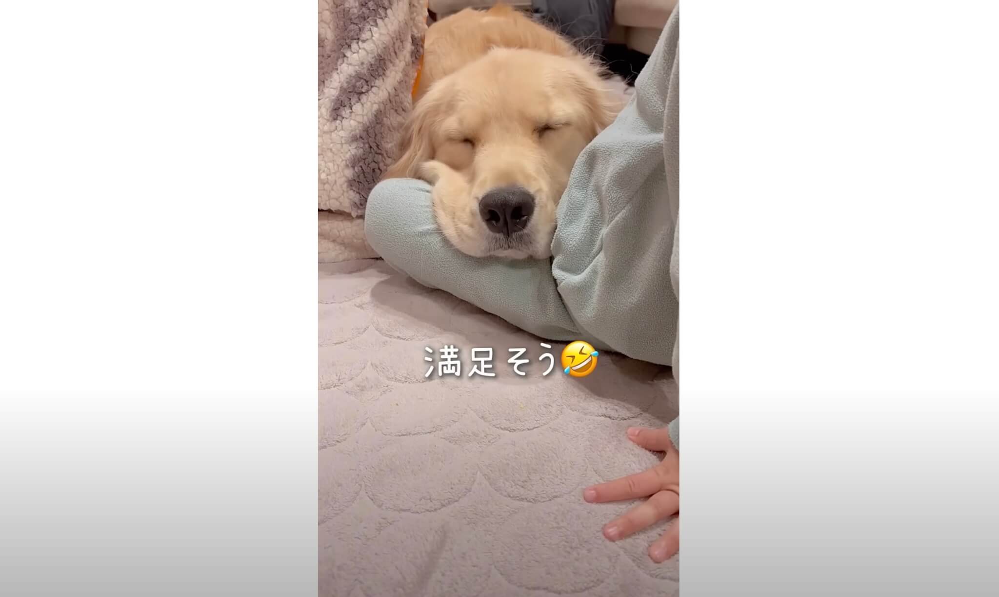 ゴールデンレトリーバー,動画