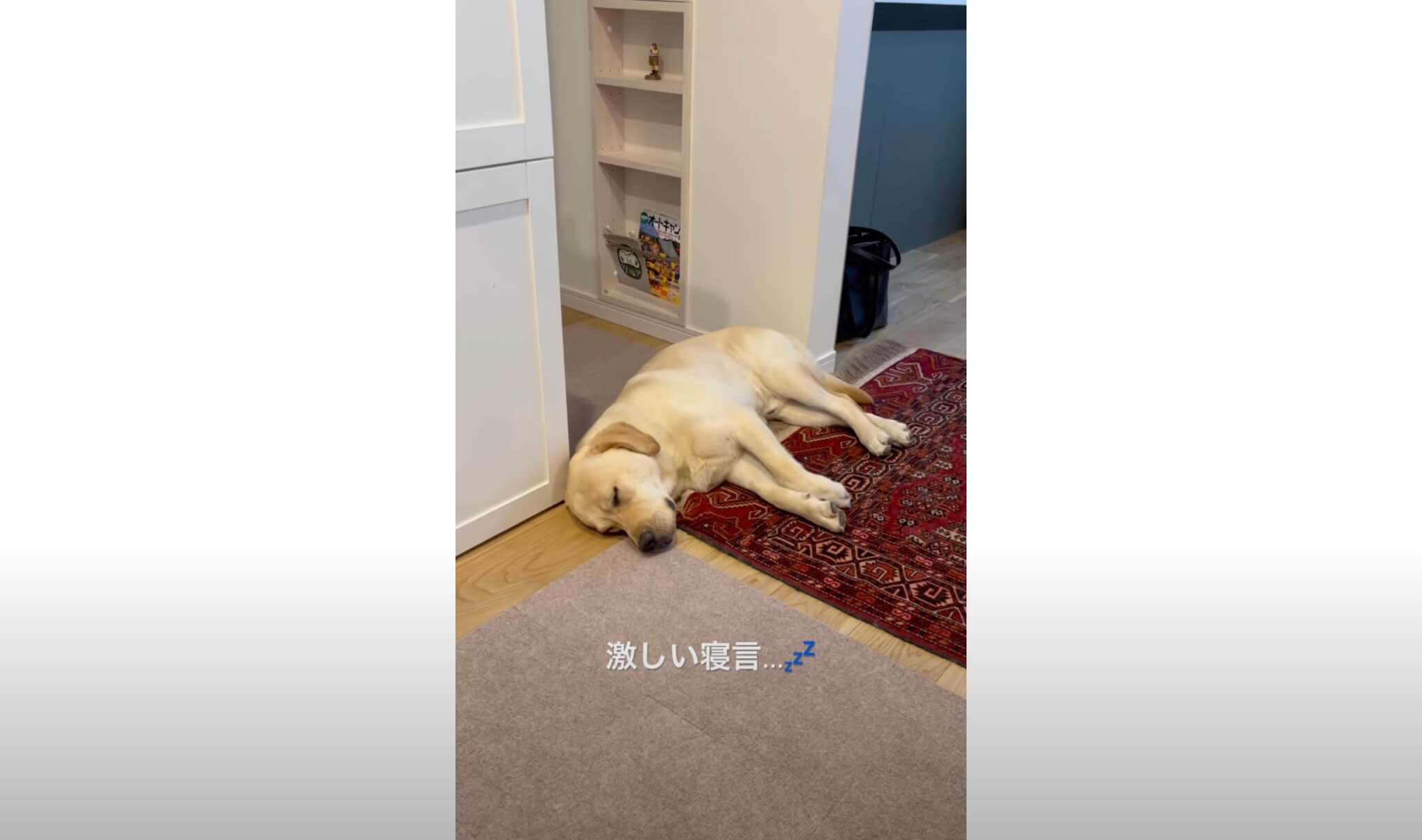 ラブラドールレトリーバー,動画