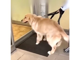 ゴールデンレトリーバー,動画