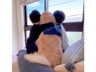 ゴールデンレトリーバー,動画