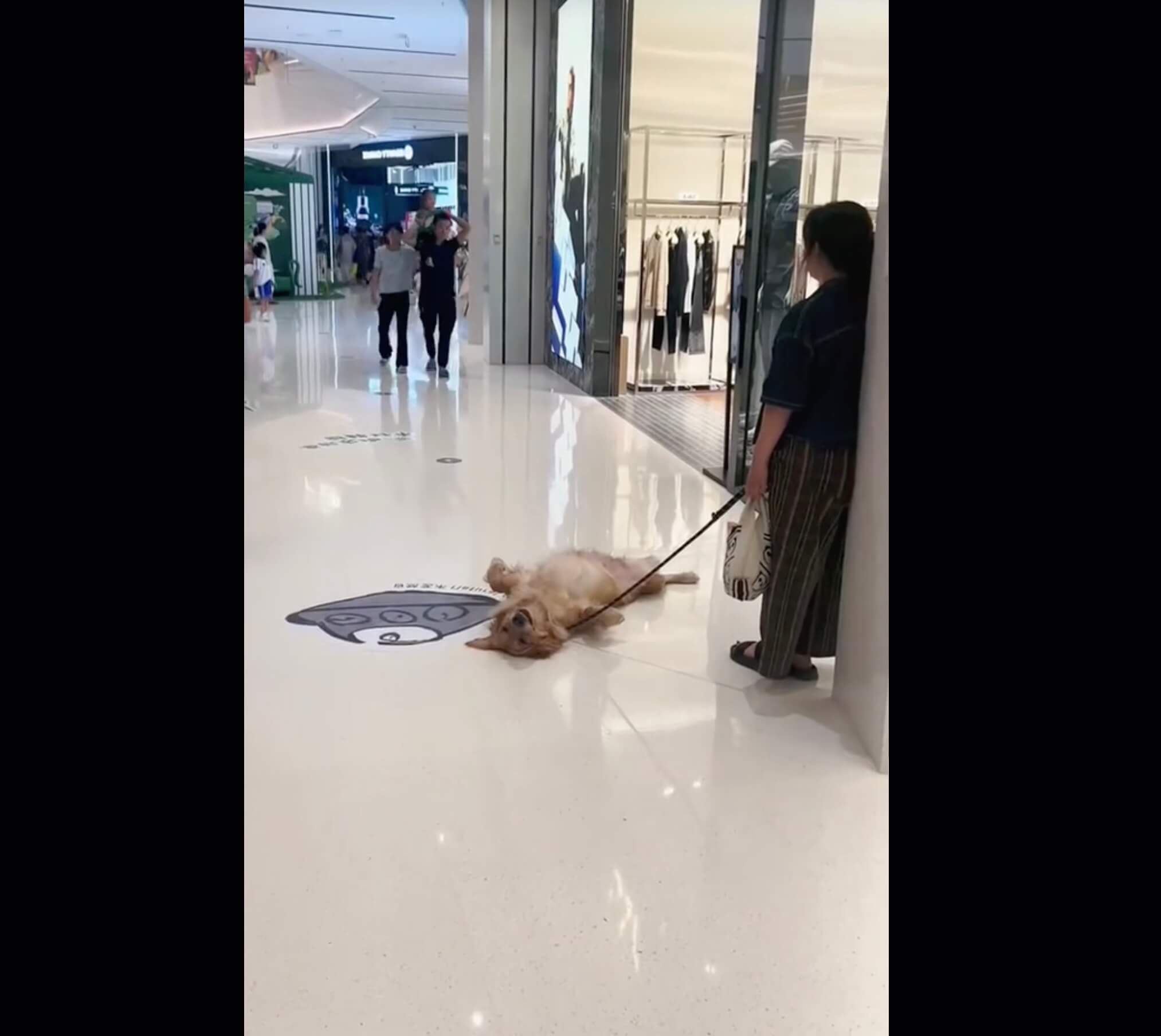 ゴールデンレトリーバー,動画