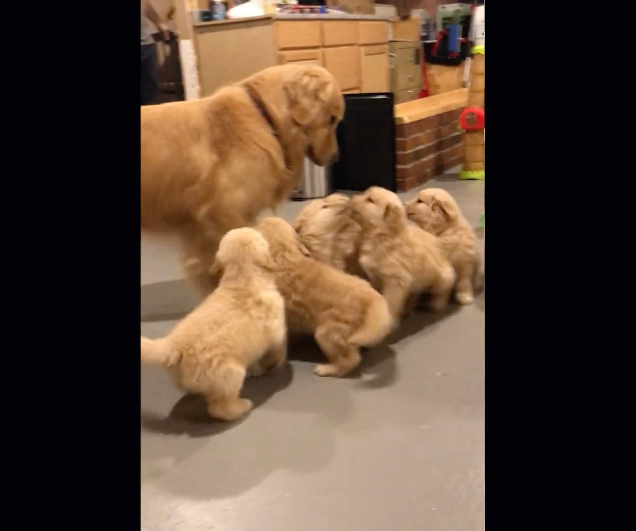 ゴールデンレトリーバー,動画