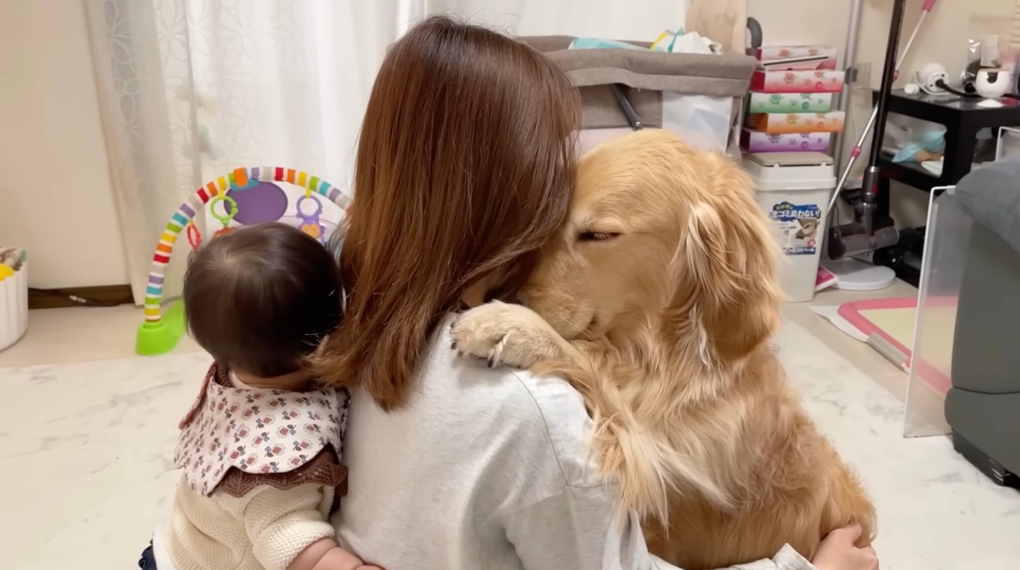 ゴールデンレトリーバー,動画