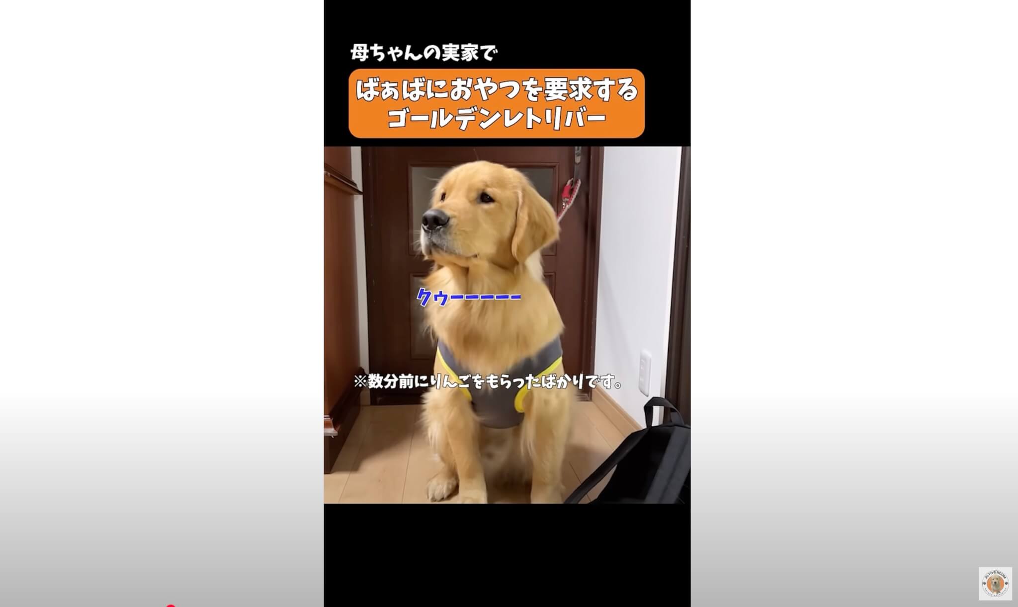 ゴールデンレトリーバー,動画