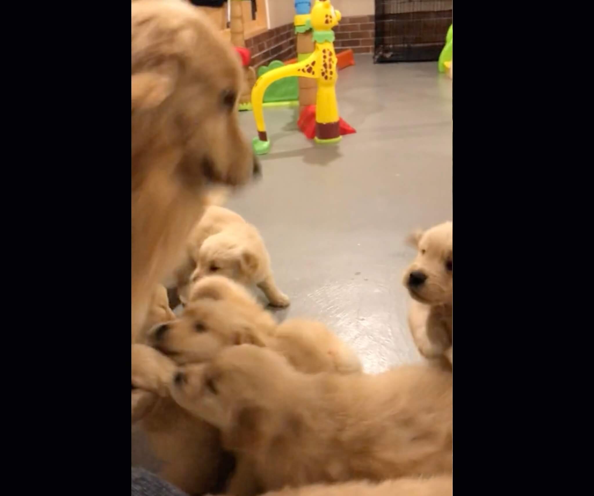 ゴールデンレトリーバー,動画