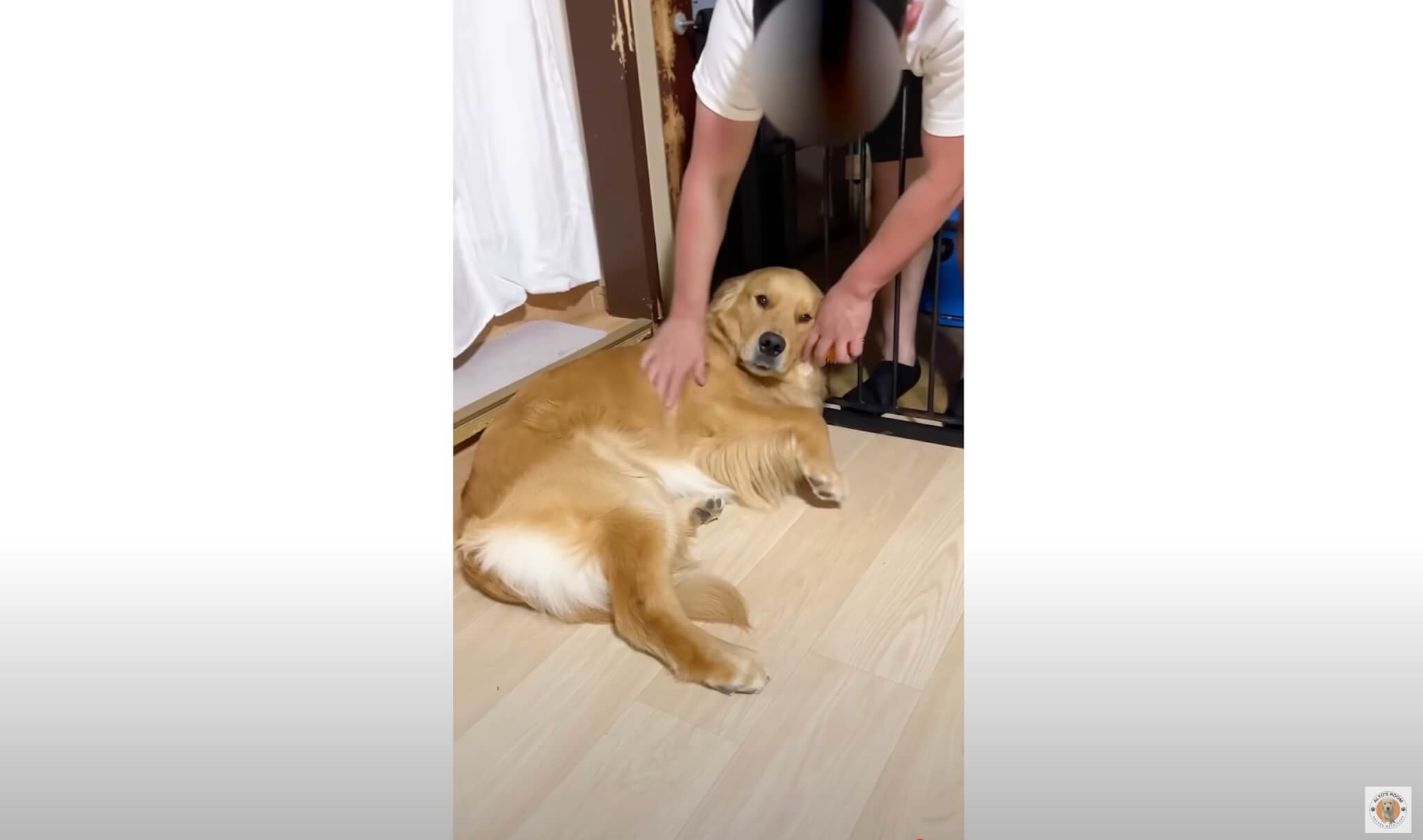 ゴールデンレトリーバー,動画