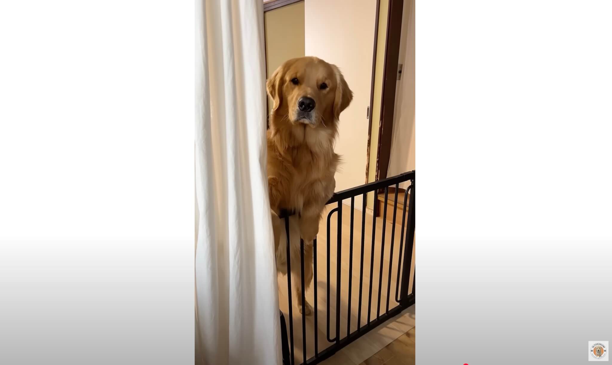 ゴールデンレトリーバー,動画