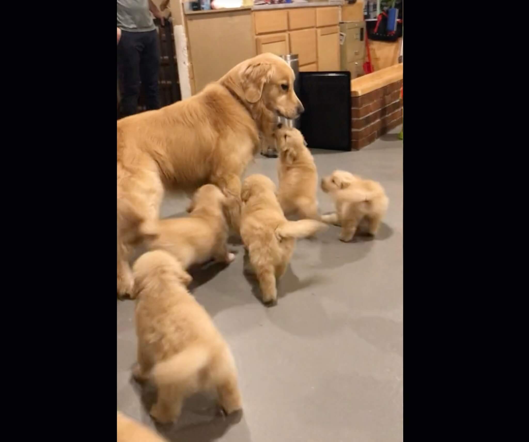 ゴールデンレトリーバー,動画