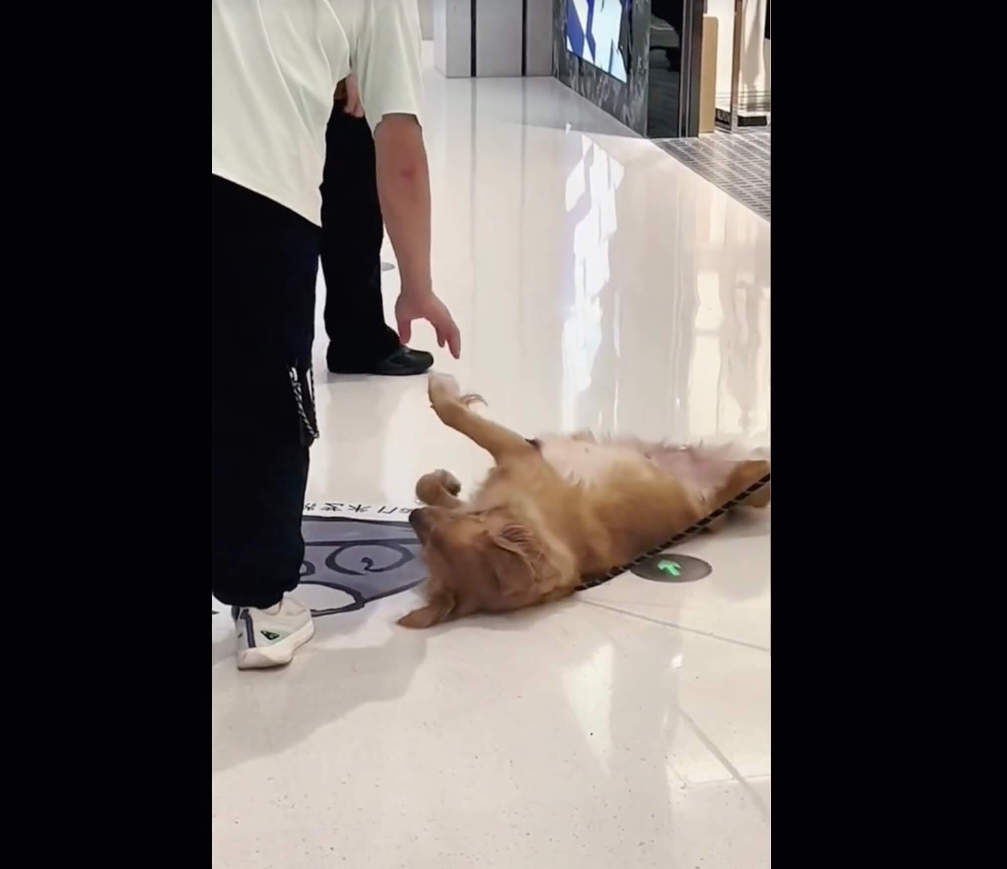 ゴールデンレトリーバー,動画