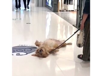 ゴールデンレトリーバー,動画