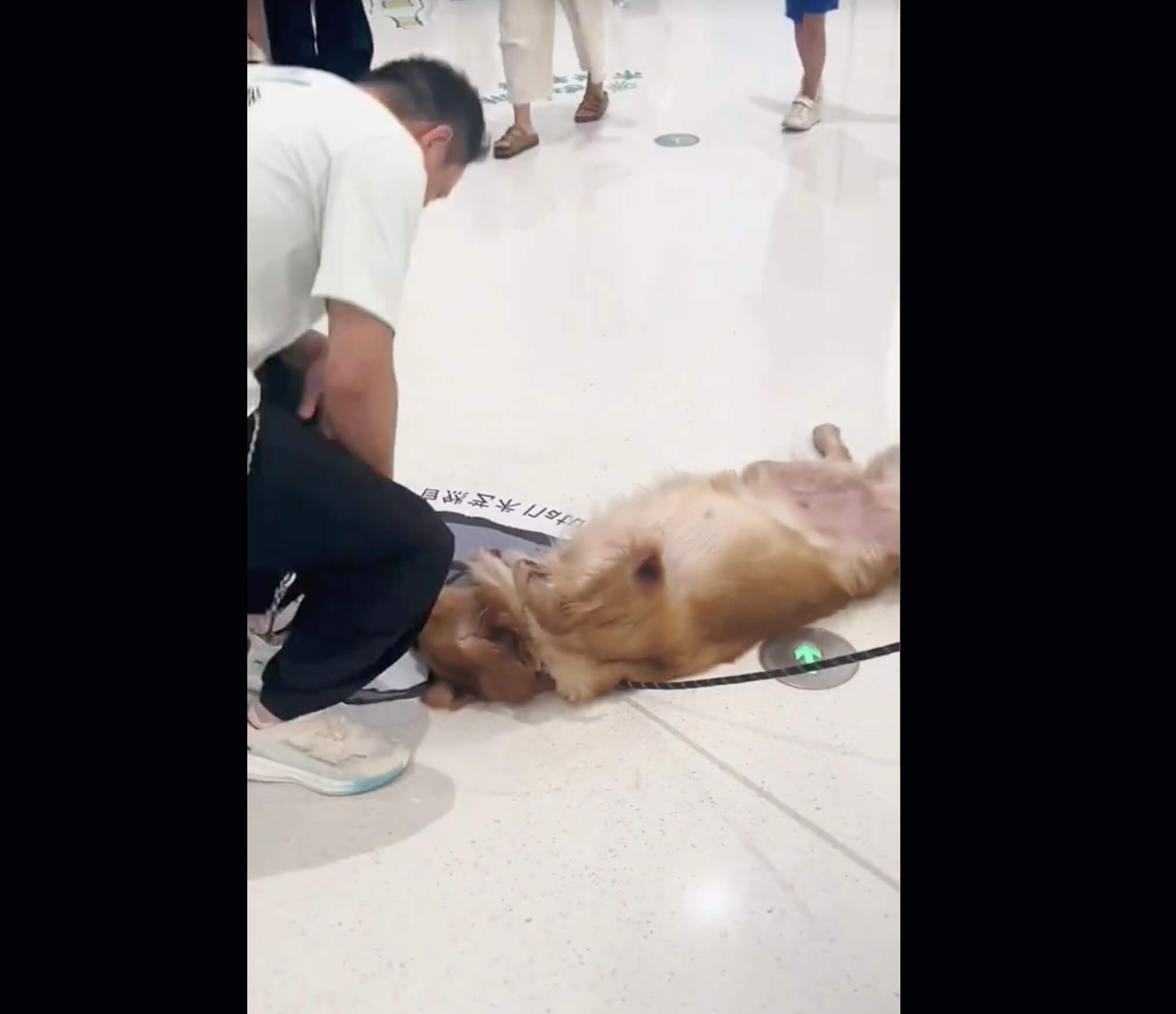 ゴールデンレトリーバー,動画