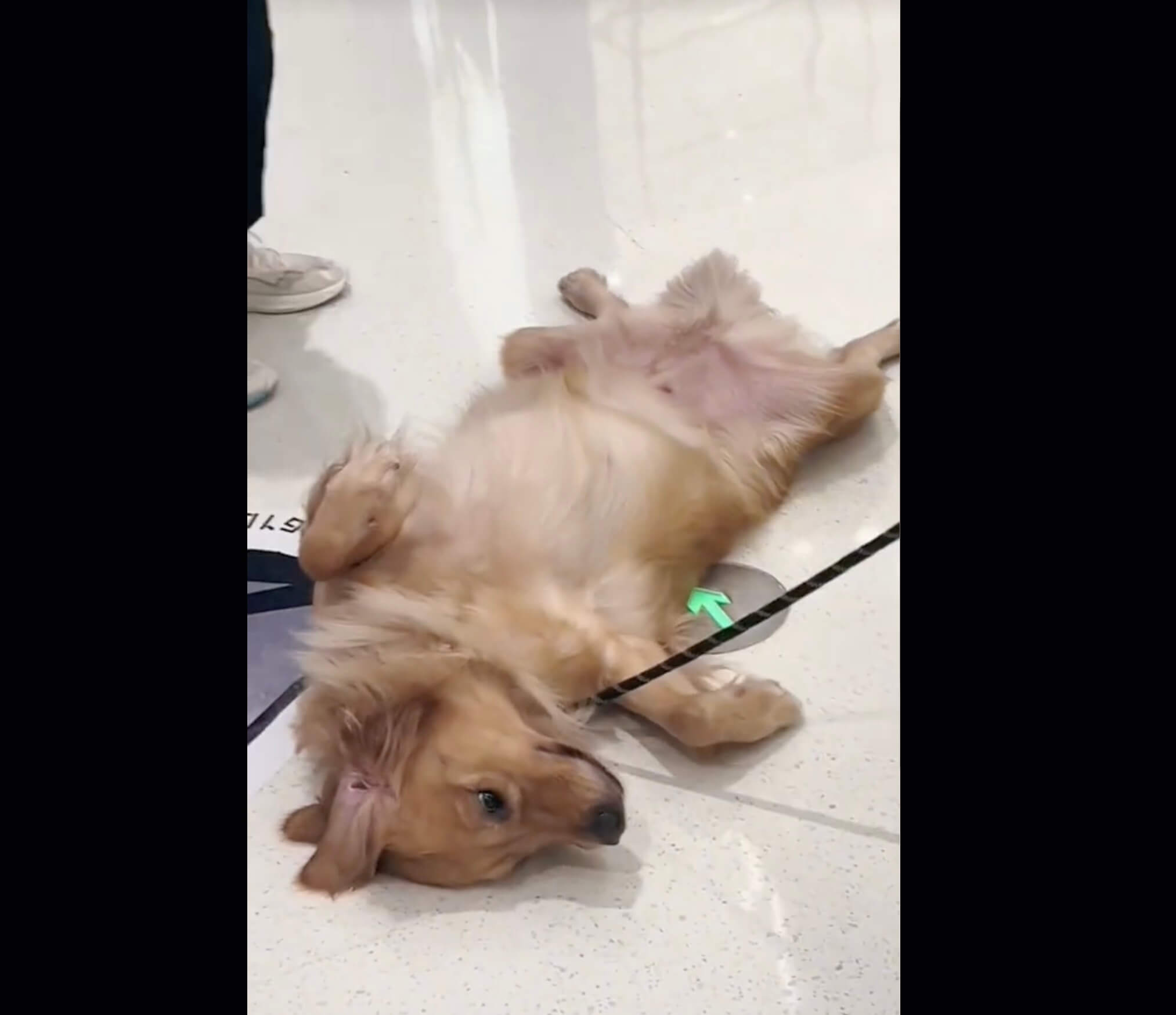 ゴールデンレトリーバー,動画