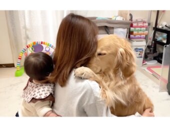 ゴールデンレトリーバー,動画