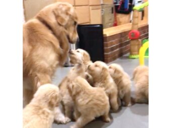 ゴールデンレトリーバー,動画