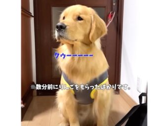 ゴールデンレトリーバー,動画