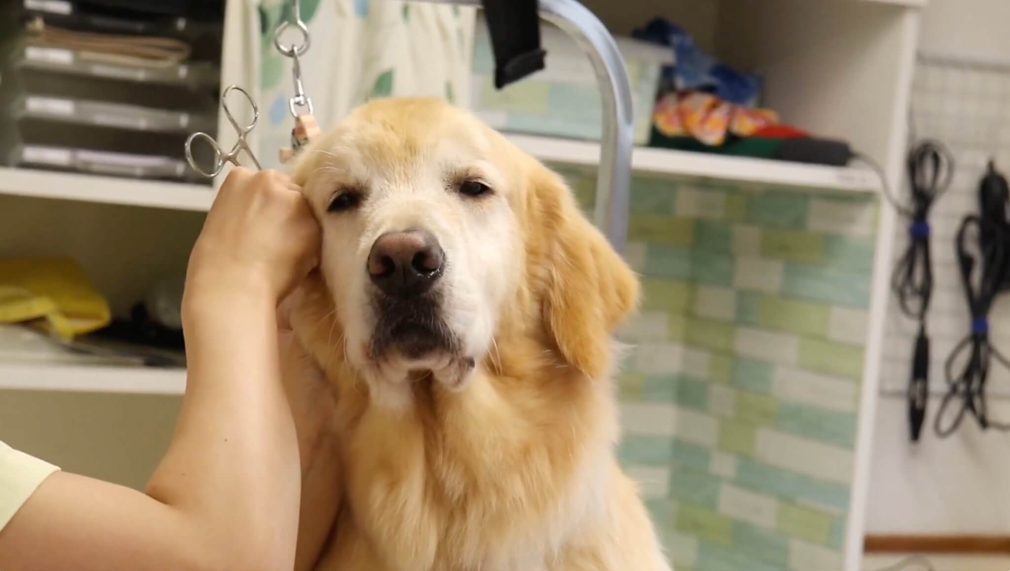 ゴールデンレトリーバー,動画