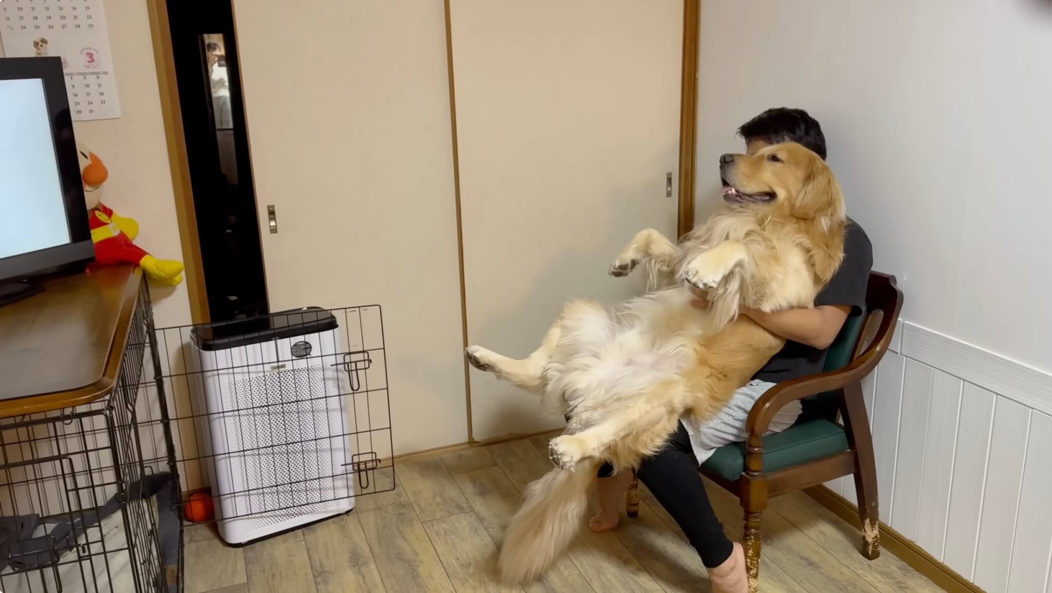 ゴールデンレトリーバー,動画