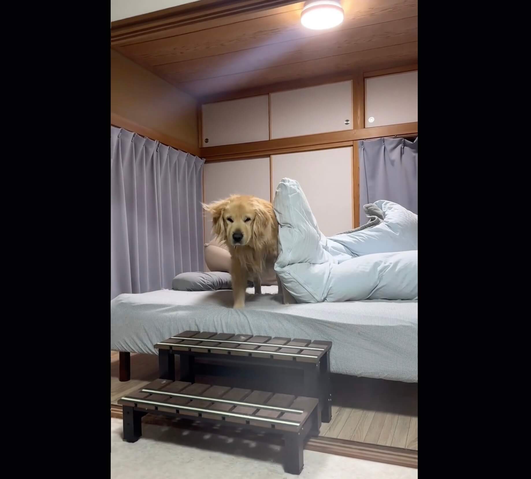 ゴールデンレトリーバー,動画