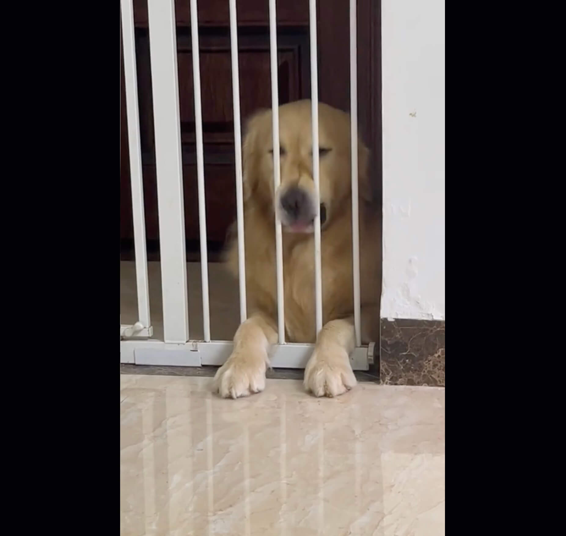 ゴールデンレトリーバー,動画