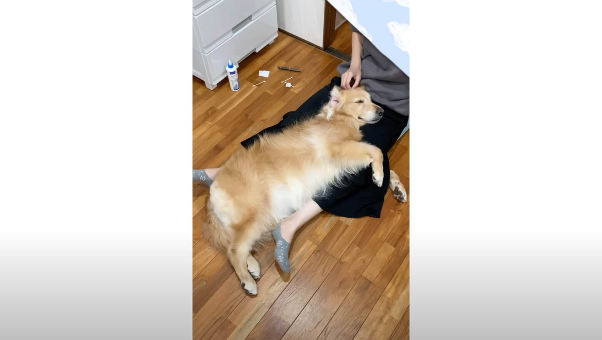 ゴールデンレトリーバー,動画