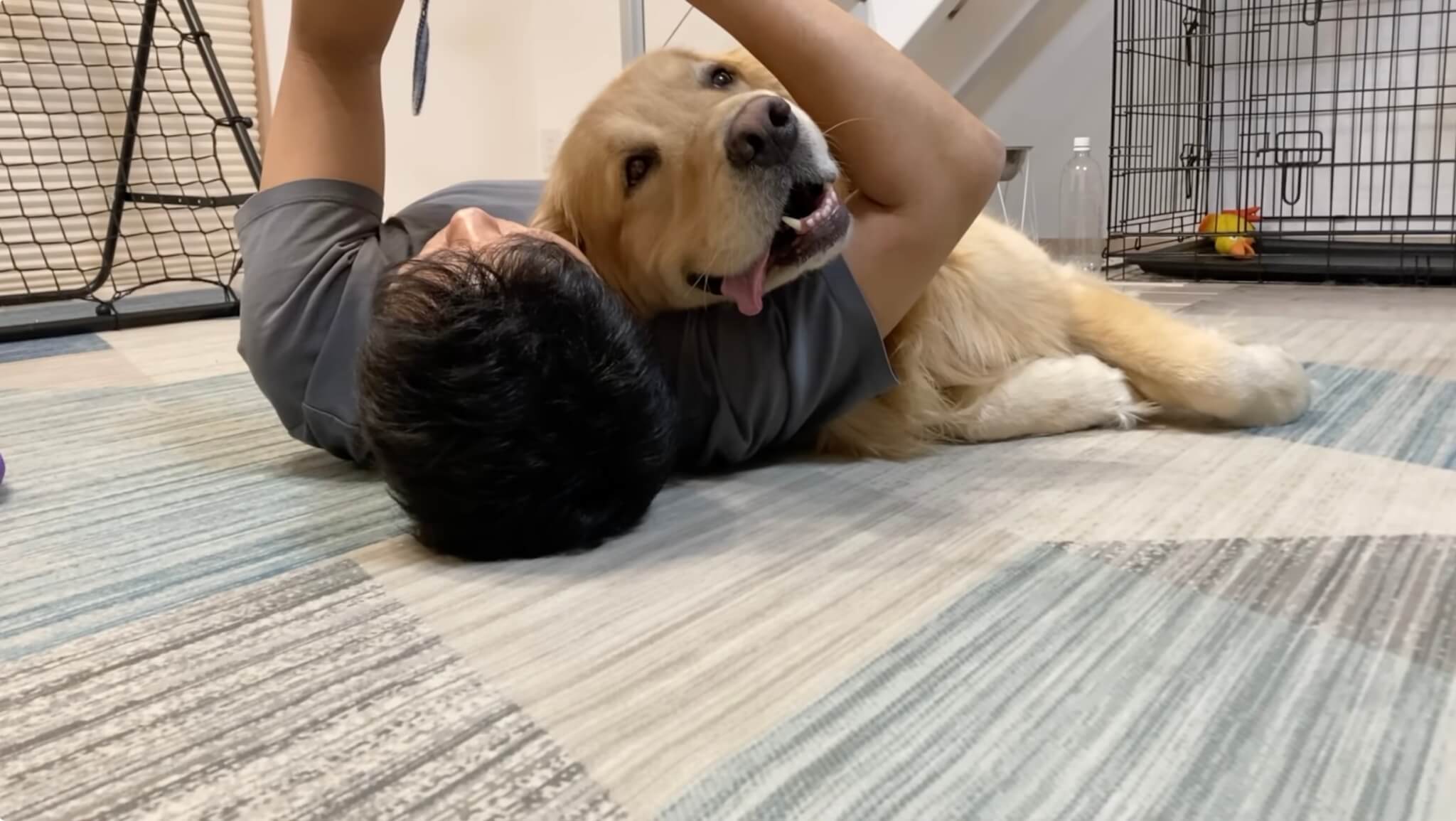 ゴールデンレトリーバー,動画