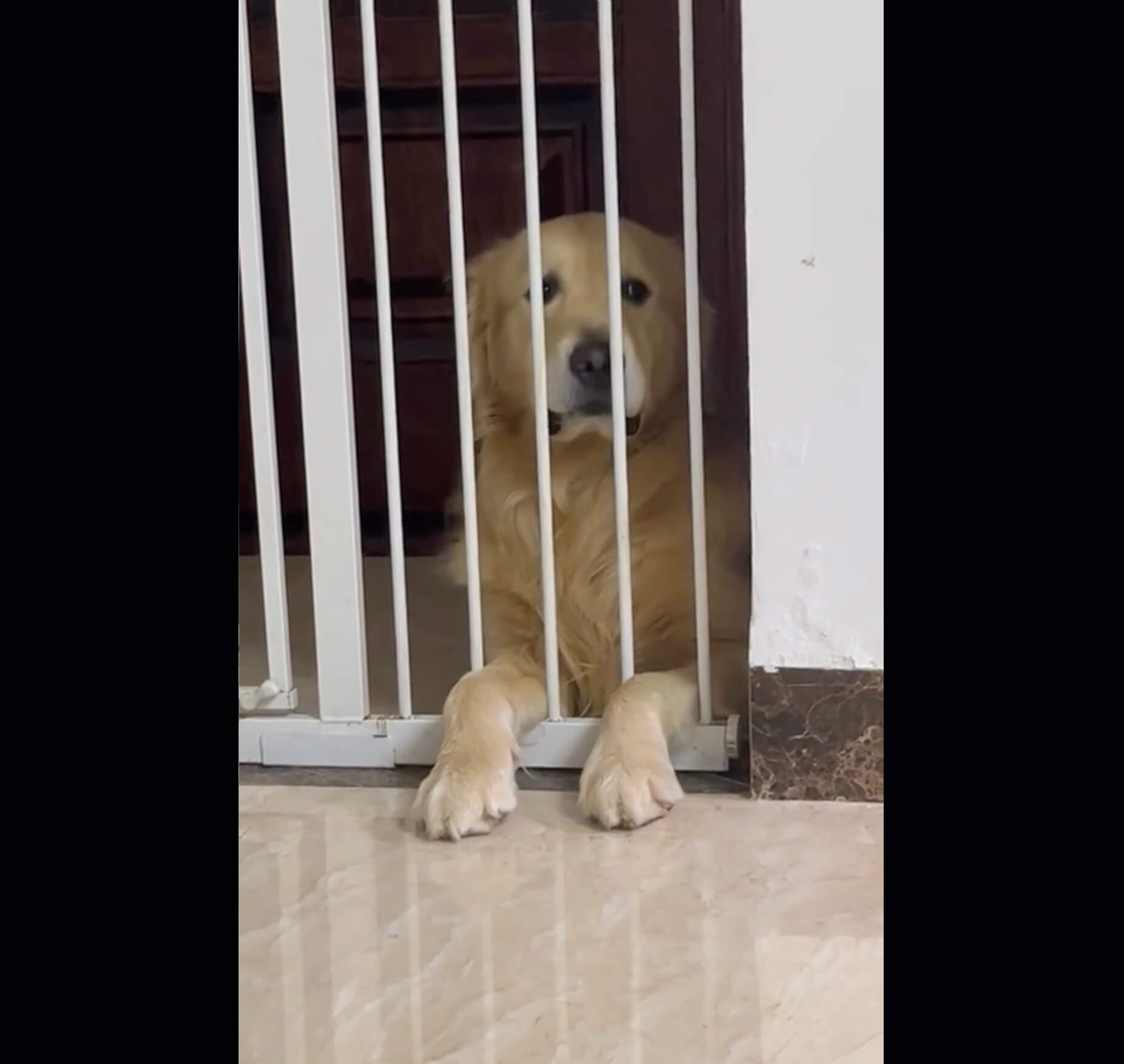 ゴールデンレトリーバー,動画