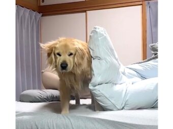 ゴールデンレトリーバー,動画