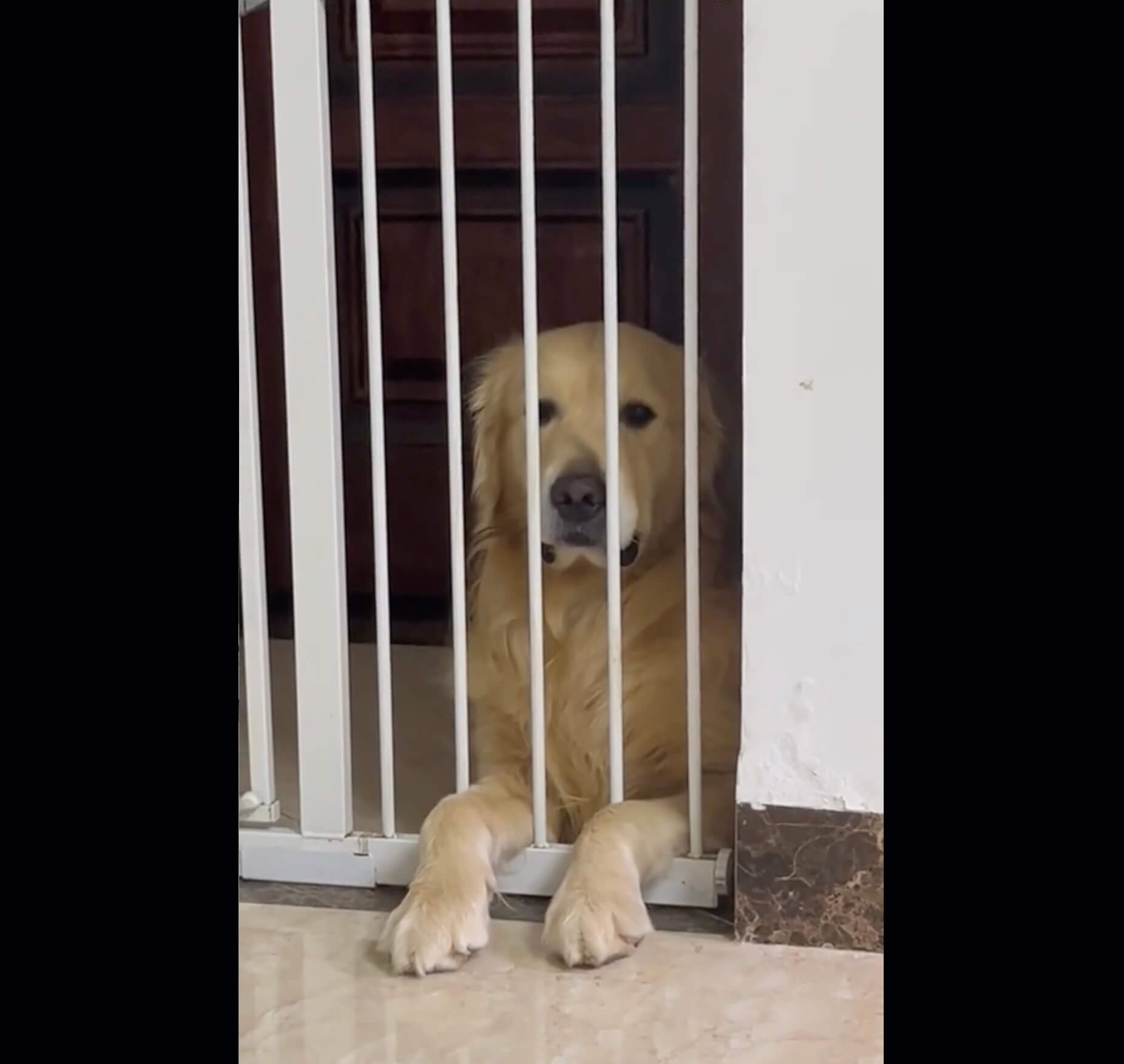 ゴールデンレトリーバー,動画