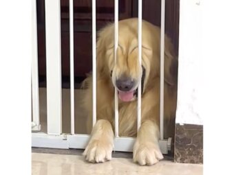 ゴールデンレトリーバー,動画