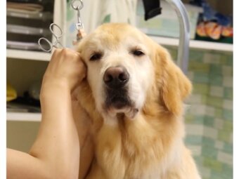 ゴールデンレトリーバー,動画