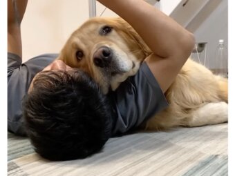 ゴールデンレトリーバー,動画