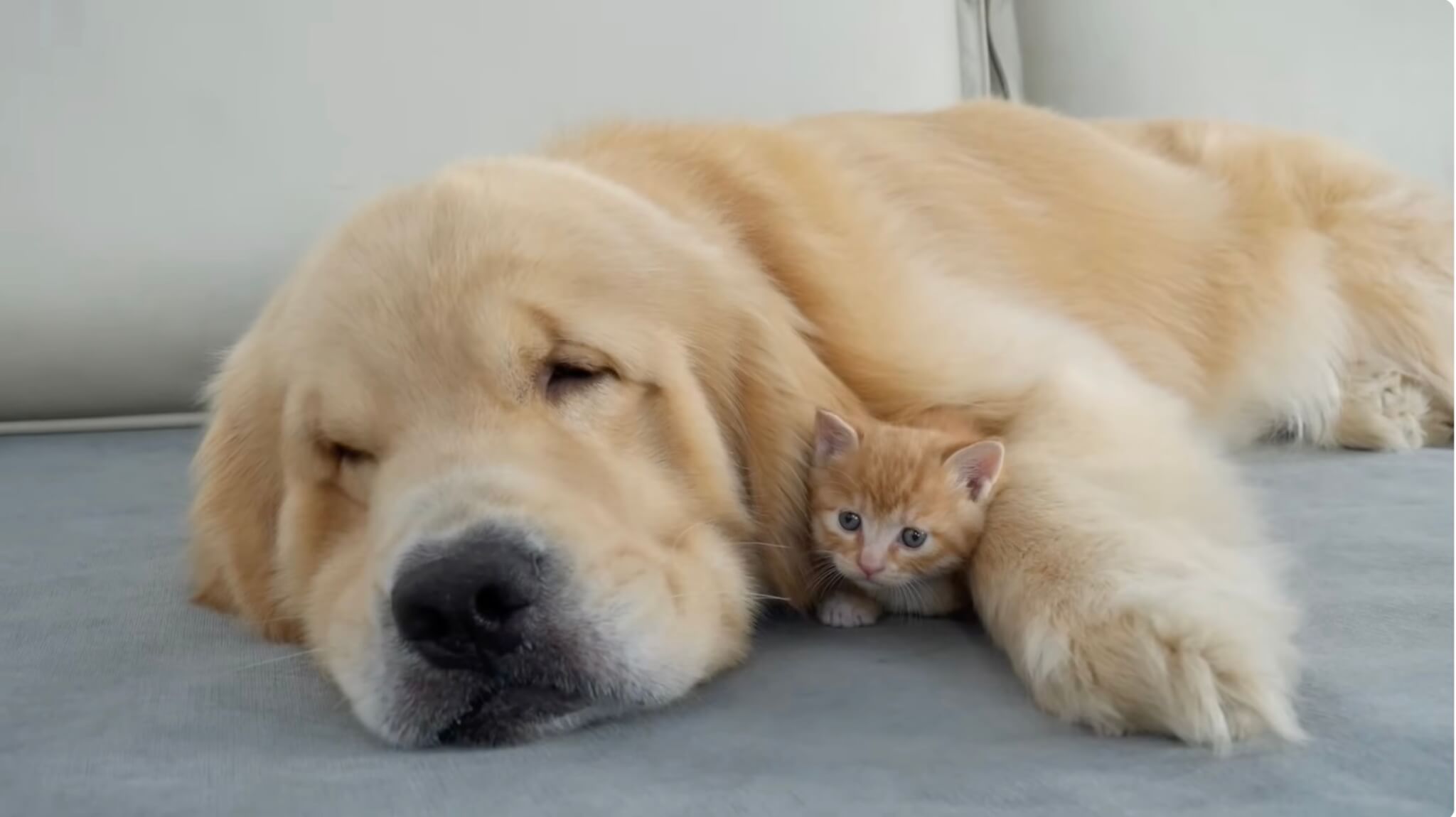 ゴールデンレトリーバー,動画