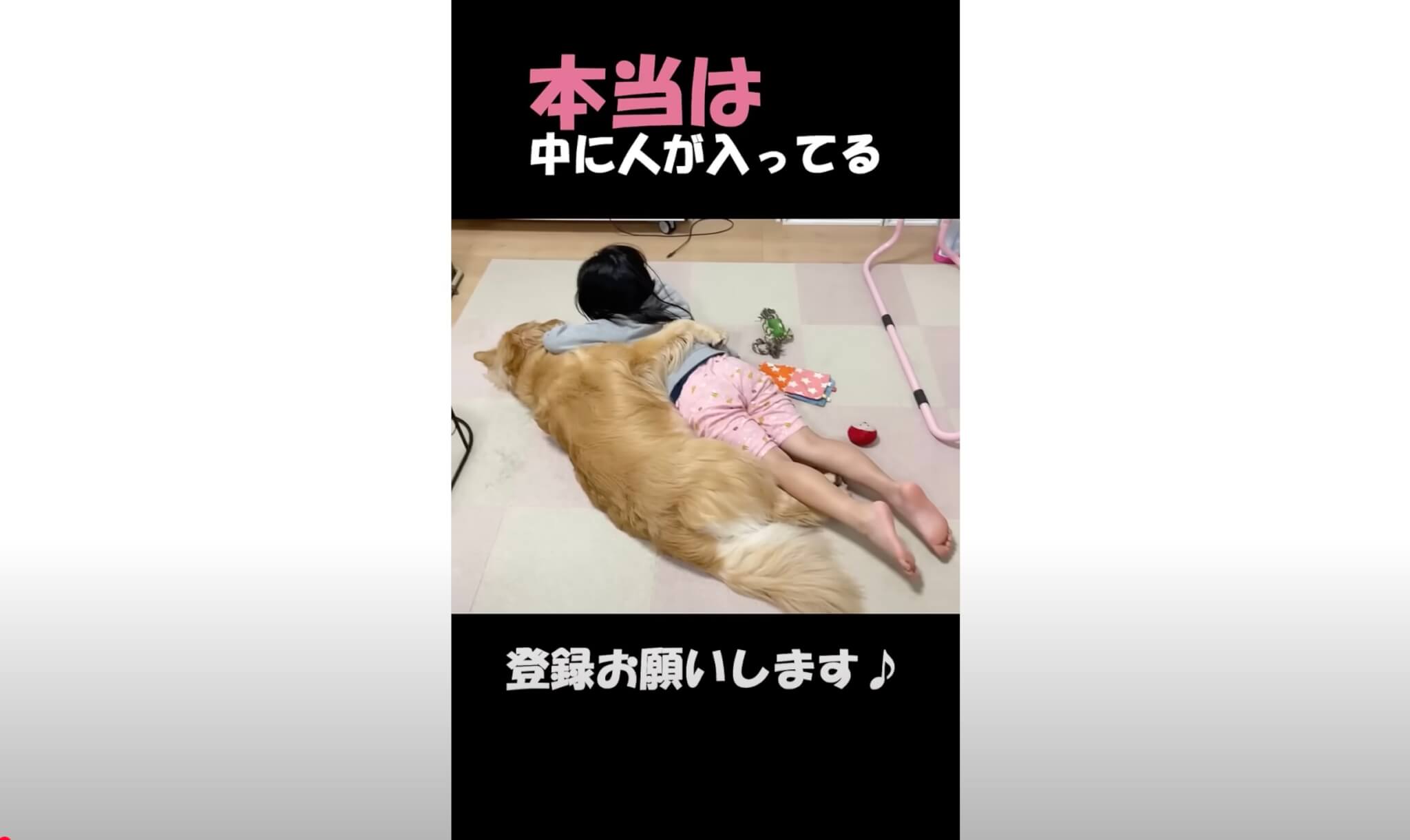 ゴールデンレトリーバー,動画