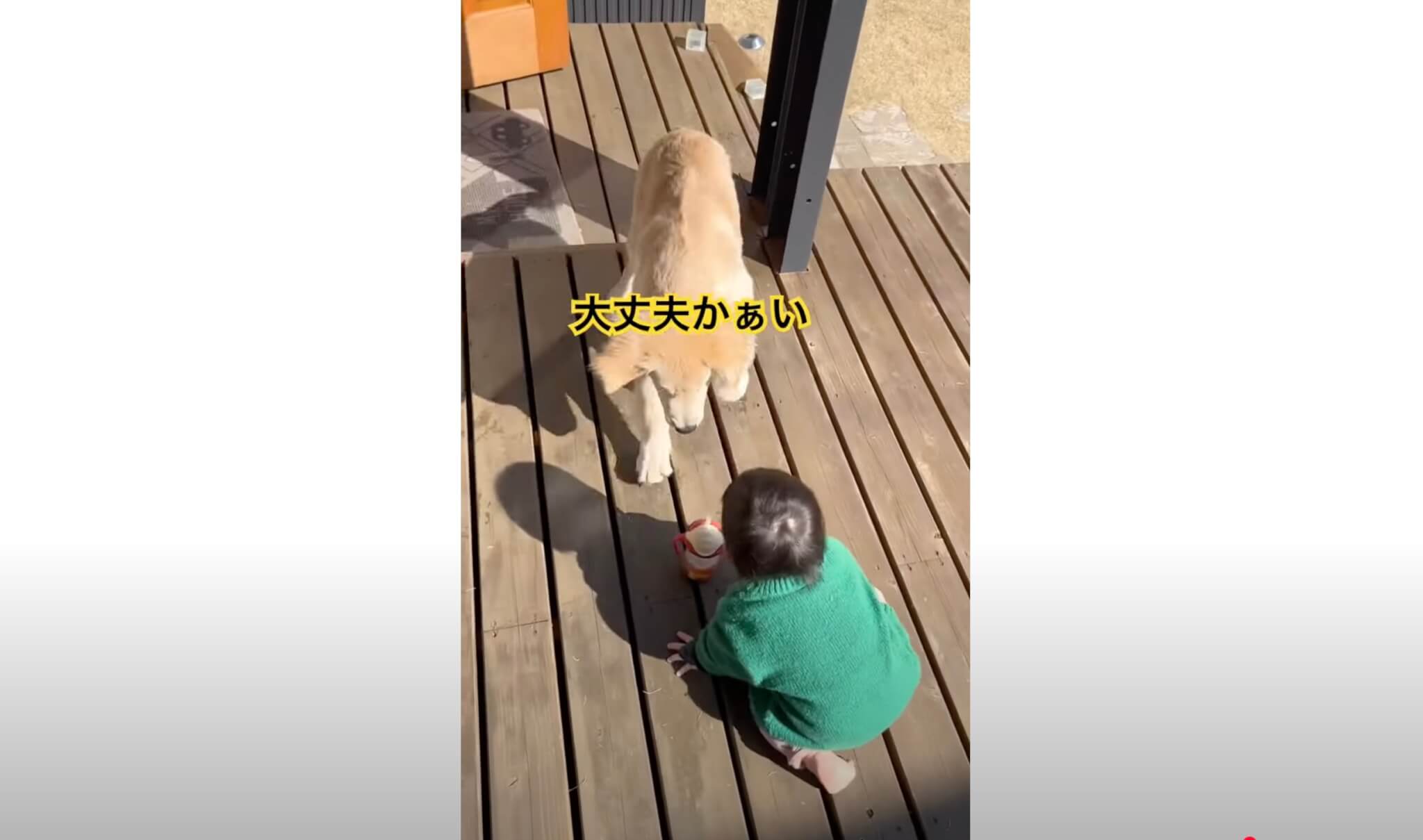 ゴールデンレトリーバー,動画