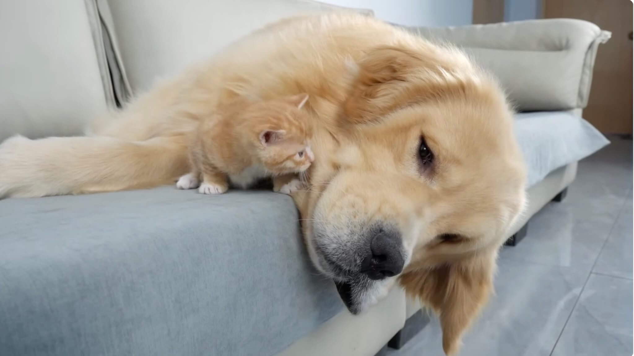 ゴールデンレトリーバー,動画