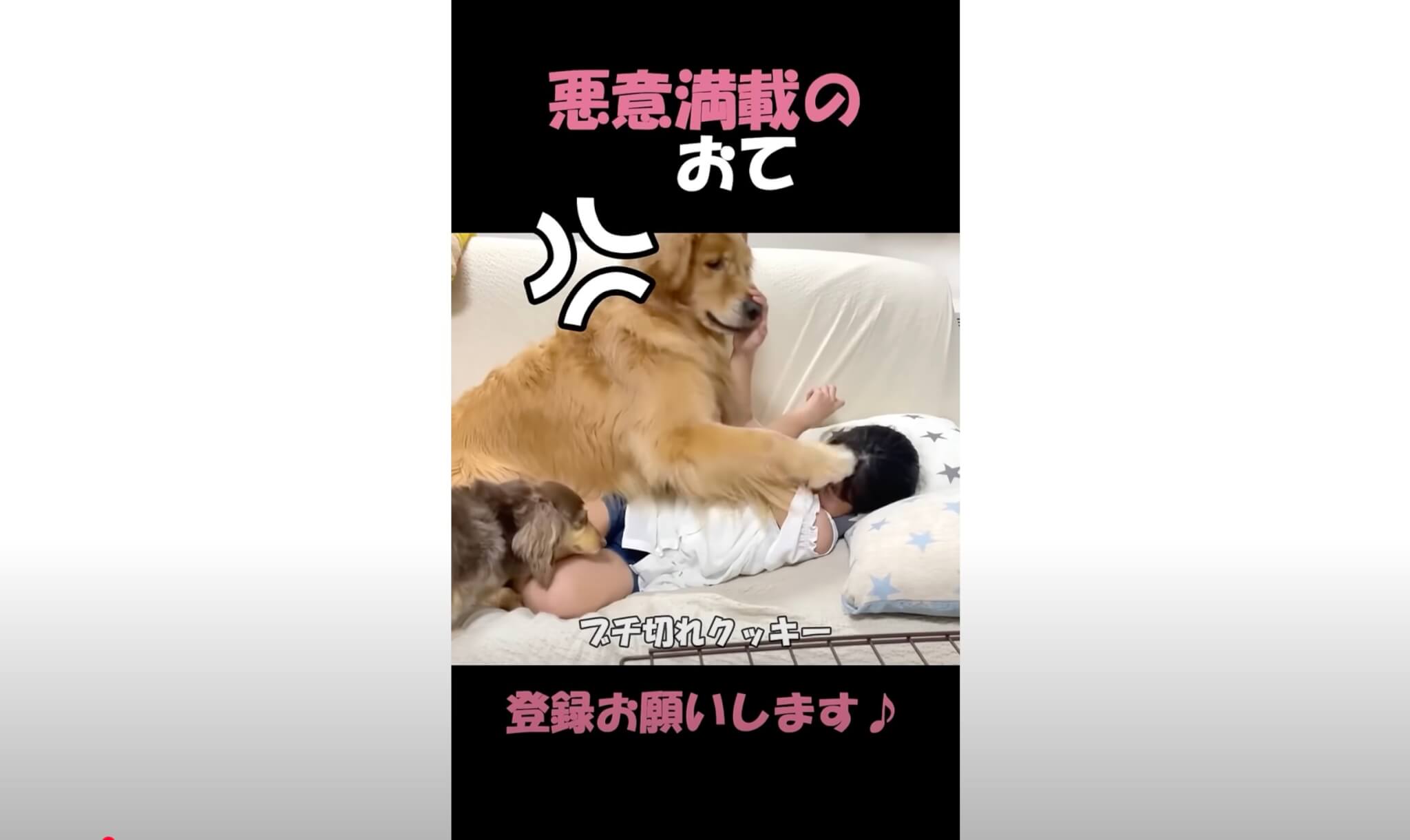 ゴールデンレトリーバー,動画