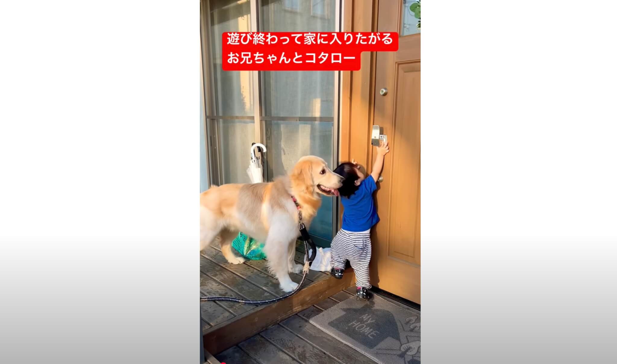 ゴールデンレトリーバー,動画