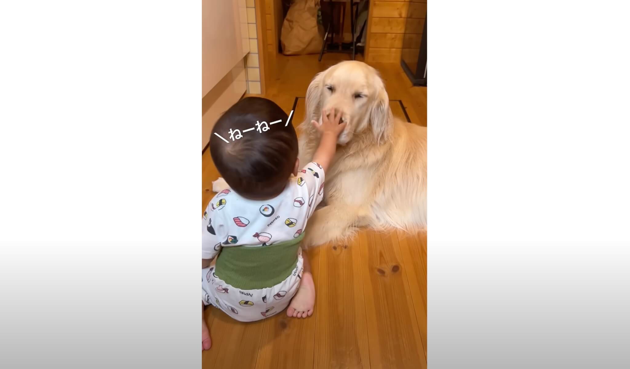 ゴールデンレトリーバー,動画