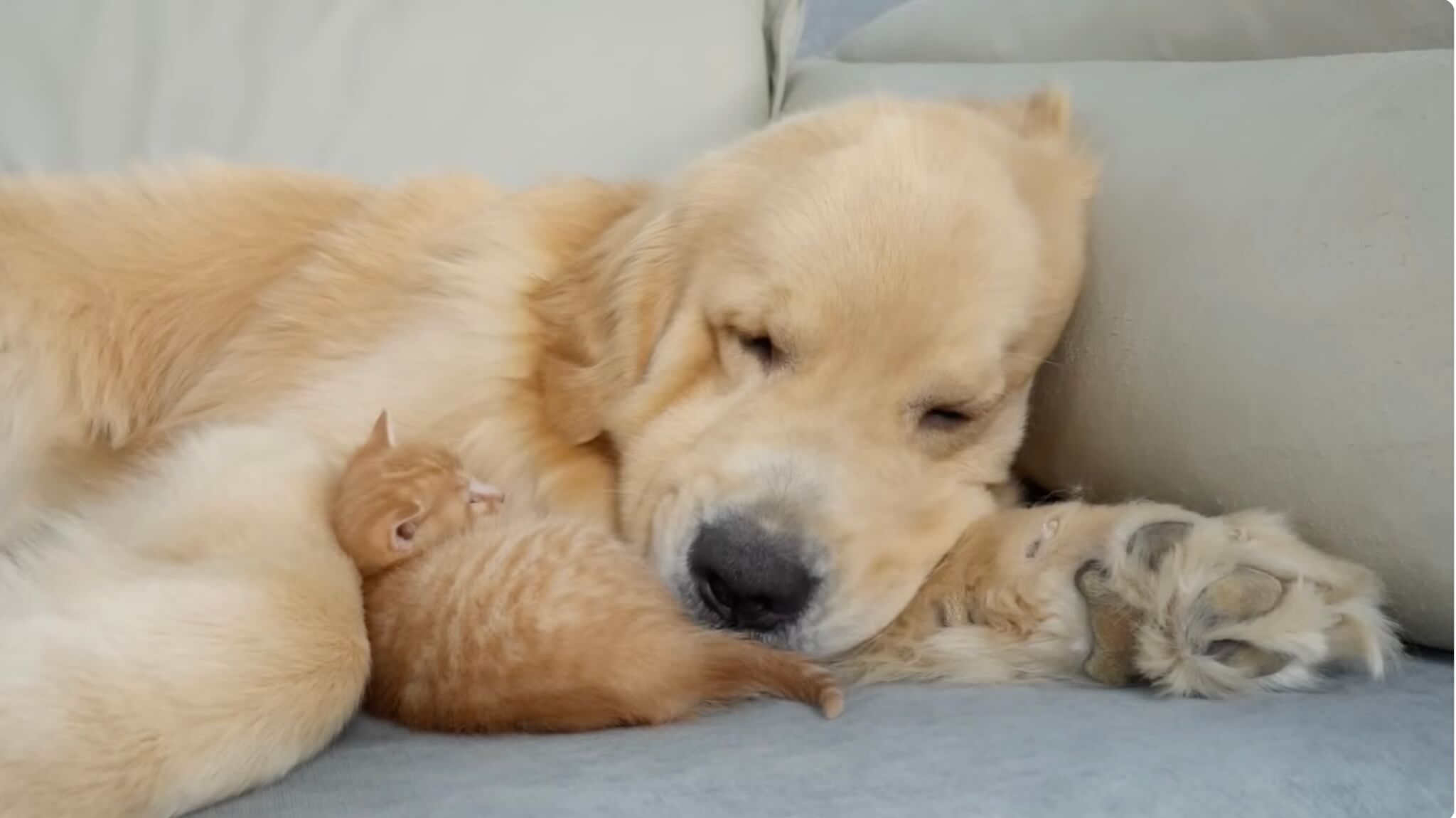 ゴールデンレトリーバー,動画