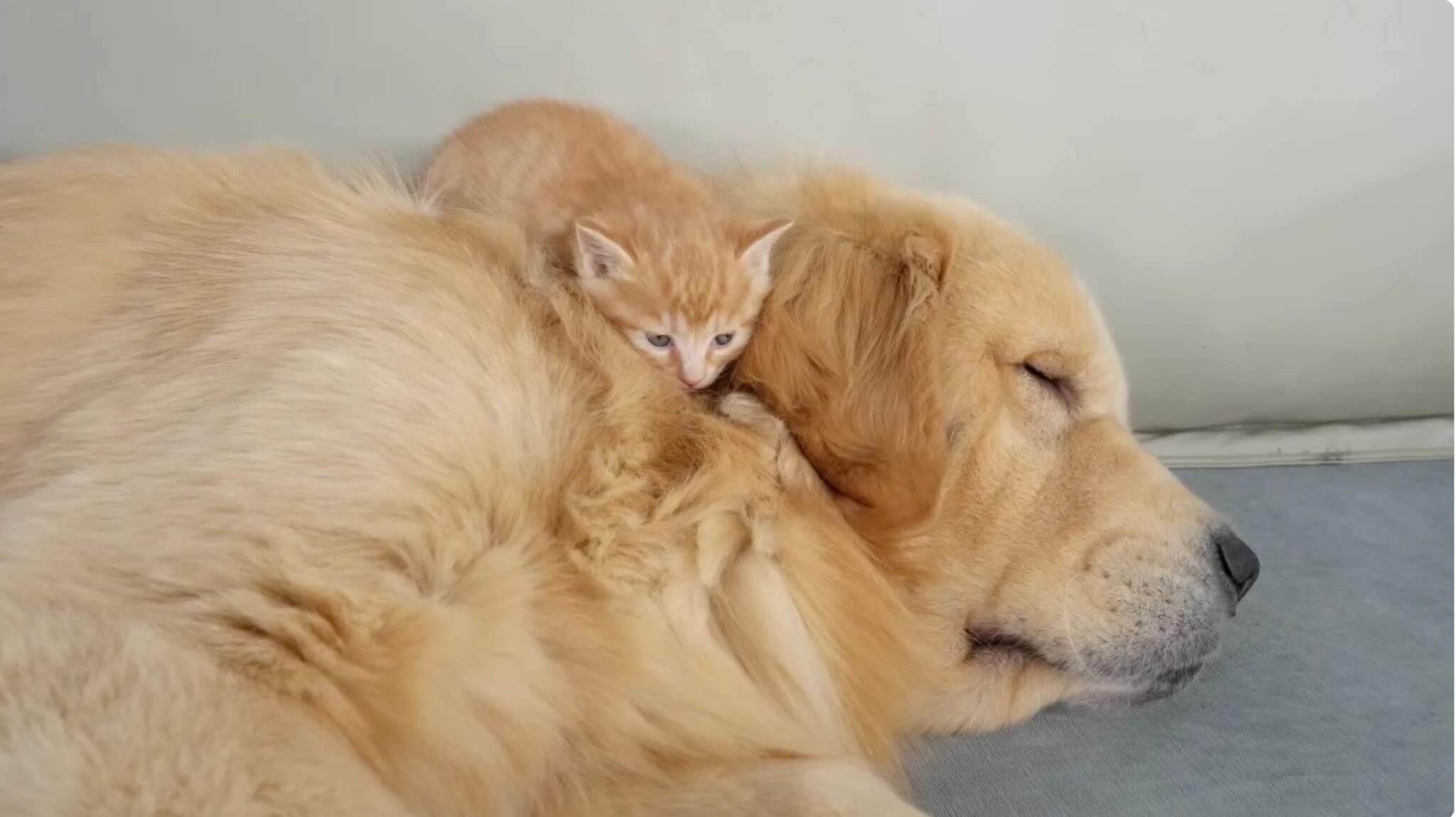 ゴールデンレトリーバー,動画