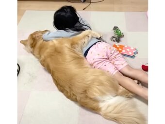 ゴールデンレトリーバー,動画